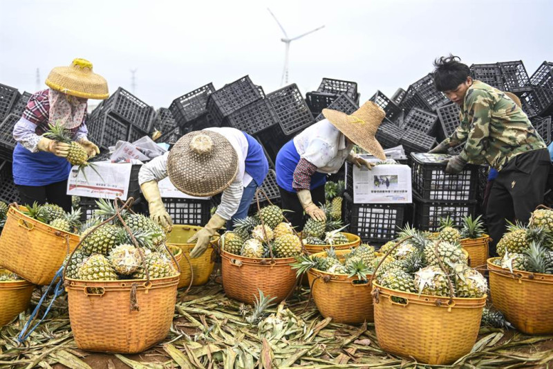 中國以「多次檢出介殼蟲」為由片面宣布禁止進口台灣鳳梨後，開始瘋狂推銷自家鳳梨。   圖：翻攝中新社
