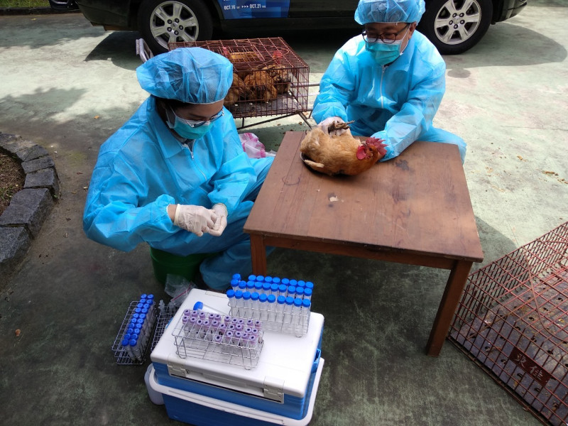 防疫人員至養禽場定期監測抽血送驗。   圖：新北市動保處提供