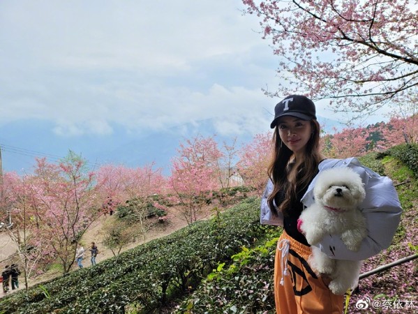 蔡依林抱著愛犬與櫻花美景合照。   圖：翻攝自微博