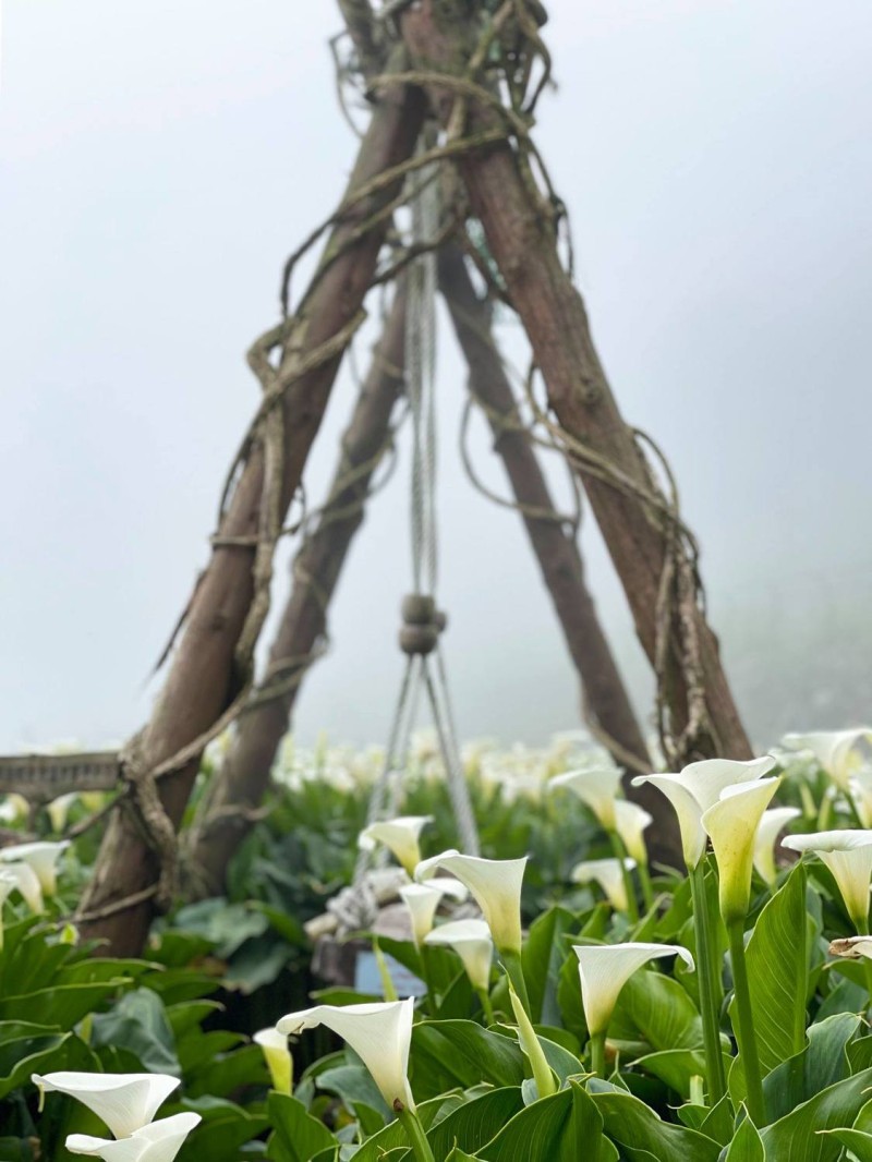 竹子湖海芋季3月26日登場，目前已經盛開。   圖：取自海芋季、繡球花季臉書