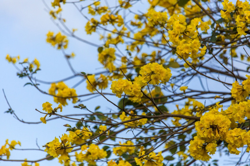 黃花風鈴木花季從12月至翌年4月。   圖：台南市觀旅局／提供