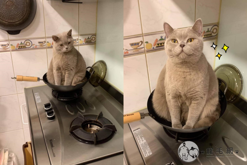 當鍋子放上瓦斯爐，上面一定會長貓！   圖／網友張雯雯授權提供