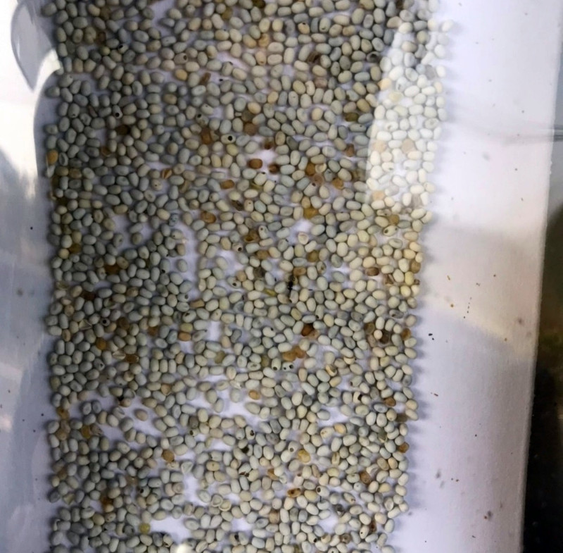 嘉義市政府利用平腹小蜂減少荔枝椿象的危害，圖為平腹小蜂卵。   圖：嘉義市政府/提供