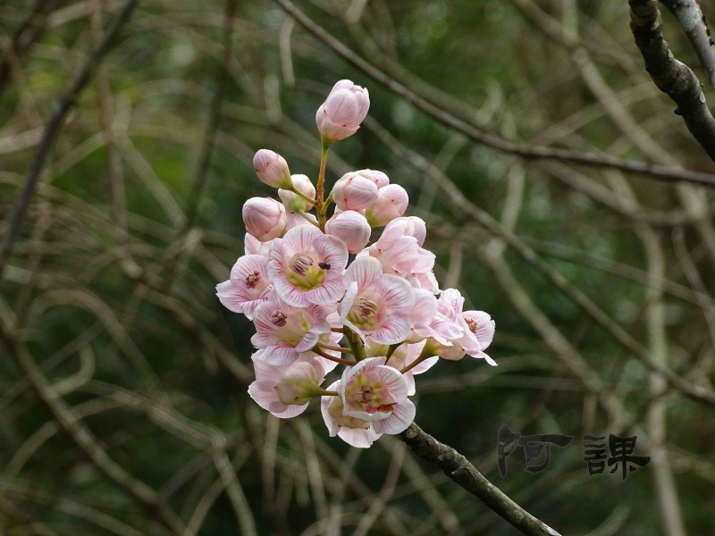 鐘萼木是冰河期遺留下來的台灣國寶植物，因開花時像倒吊鐘而得名，又稱伯樂樹或鐘古樹。   圖：陳清課提供