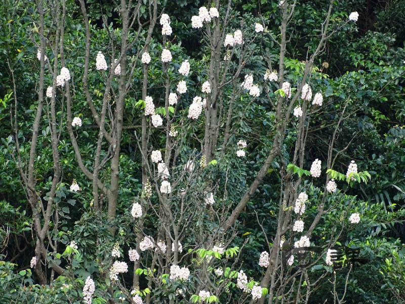 每年3月到4月是鐘萼木的花期。   圖：陳清課提供