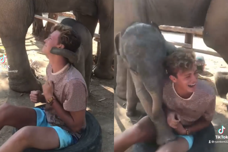 小象對男孩一見鍾情，用鼻子糾纏狂示愛！   圖／Instagram＠ryankent10