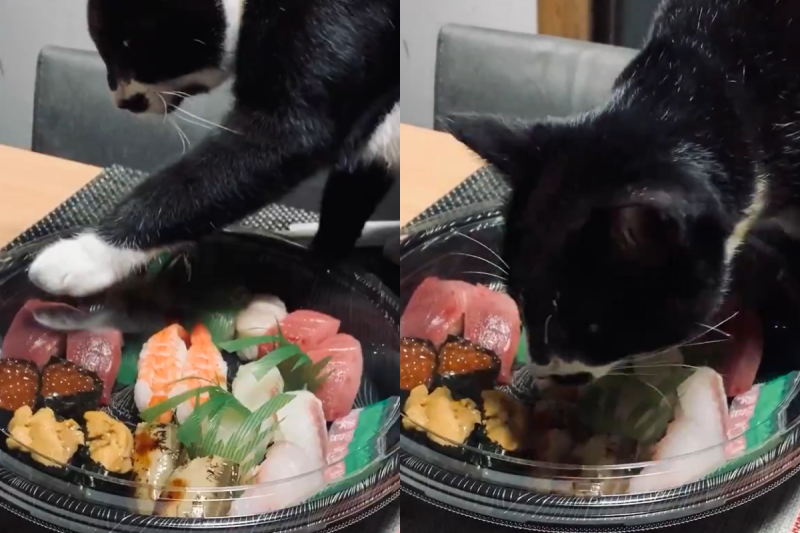 貓咪發現生魚片被關，左聞右嗅幫找出口！   圖／Twitter@chrooown