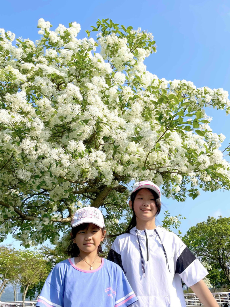 靠近兒童遊戲區旁草地上的這些流蘇樹，一棵棵陸續開滿白花，非常漂亮。   圖：新北市水利局高灘地工程管理處提供