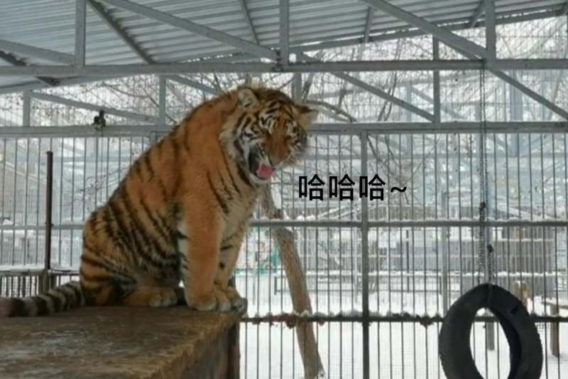 俄羅斯一隻老虎會飆海豚音「唱歌」。   圖／IG@zoo22.ru
