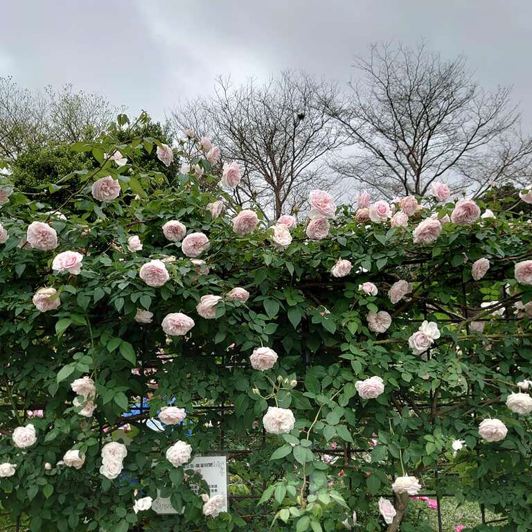 莫梅森的紀念品--植株橫張、強健、多花、強香的茶玫瑰品種。   圖：取自台北旅遊網