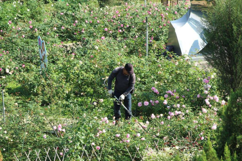 陳主奉的子弟兵在養護玫瑰。   圖：取自台北旅遊網