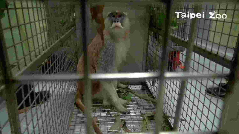 台北市立動物園非洲動物區的紅猴「男道」   圖:台北市立動物園臉書