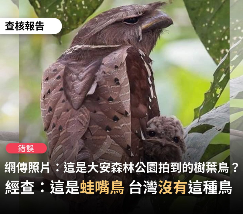 事實查核中心澄清，網傳「大安森林公園出現樹葉鳥」為錯誤訊息，台灣並無這種鳥類。   圖：翻攝自事實查核中心臉書