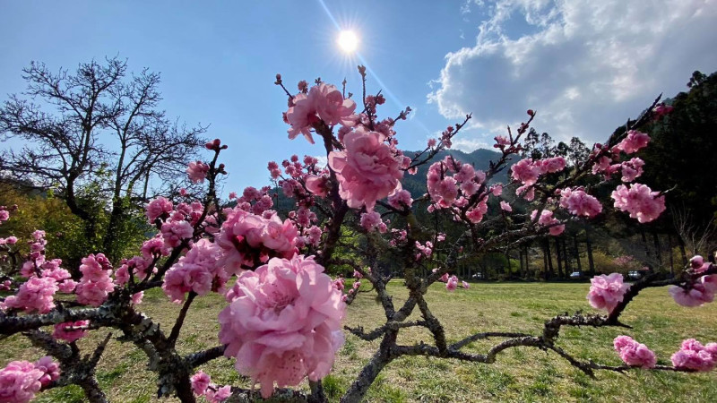 武陵農場櫻花季結束後，桃花季緊接著到來。   圖：取自粉專「武陵農場 Wuling Farm」
