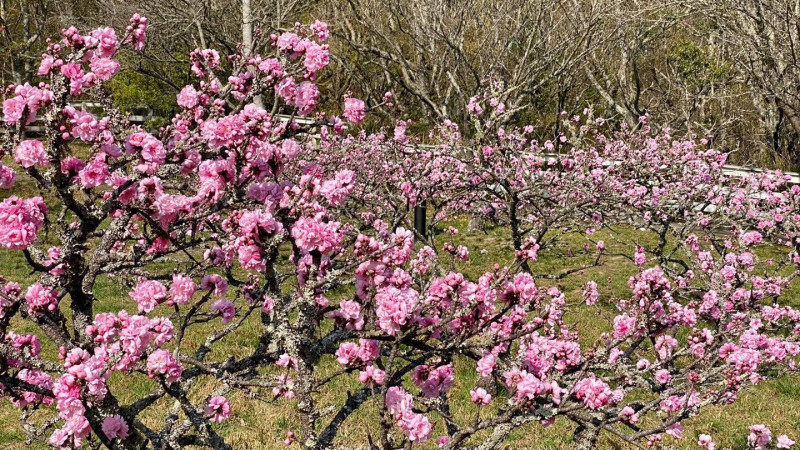 預計到4月中旬都是最美花期，喜歡賞花的旅客可要把握機會。   圖：取自粉專「武陵農場 Wuling Farm」