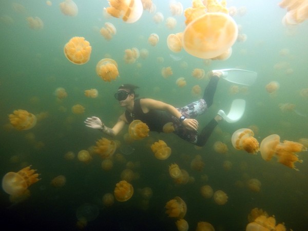 帛琉水母湖。   圖：雄獅旅遊／提供