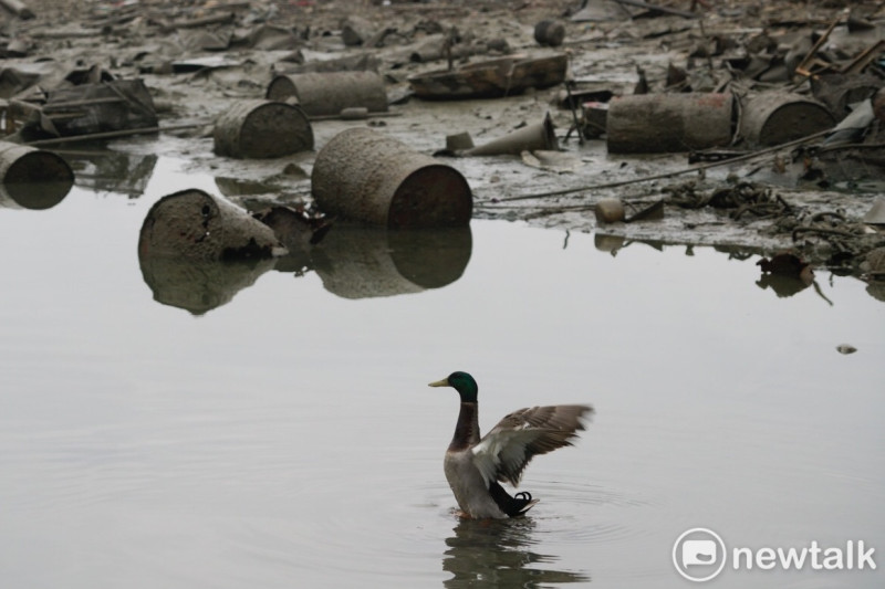 一隻鴨子在伊達邵漁民碼頭水域拍擊翅膀，鴨子周遭滿是沉沒潭底多年的廢棄物。   圖：張良一/攝