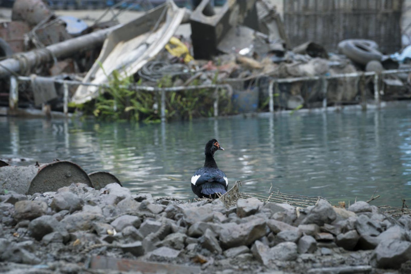伊達邵漁民碼頭水域的一隻鴨子，牠的周遭滿是沉沒潭底多年的廢棄物。   圖：張良一/攝
