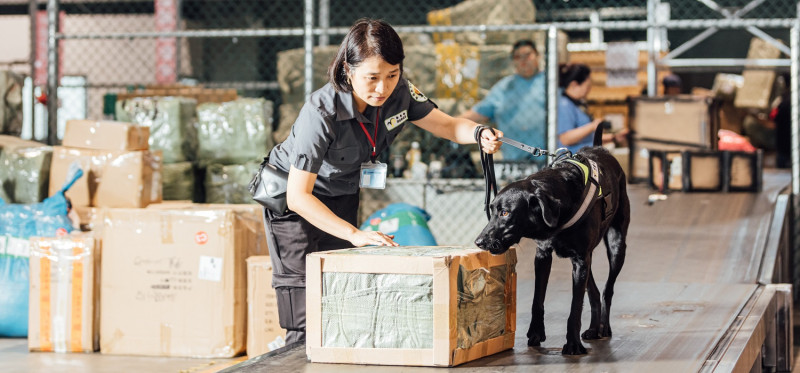 檢疫犬組偵測臺北港海運快遞貨物。   圖：防檢局／提供