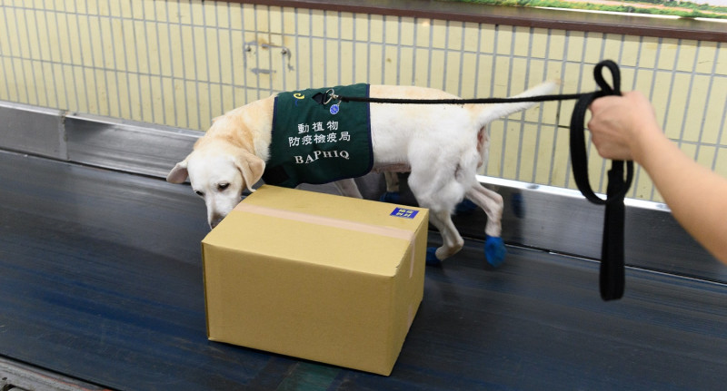 檢疫犬組偵測臺北郵件中心包裹。   圖：防檢局／提供