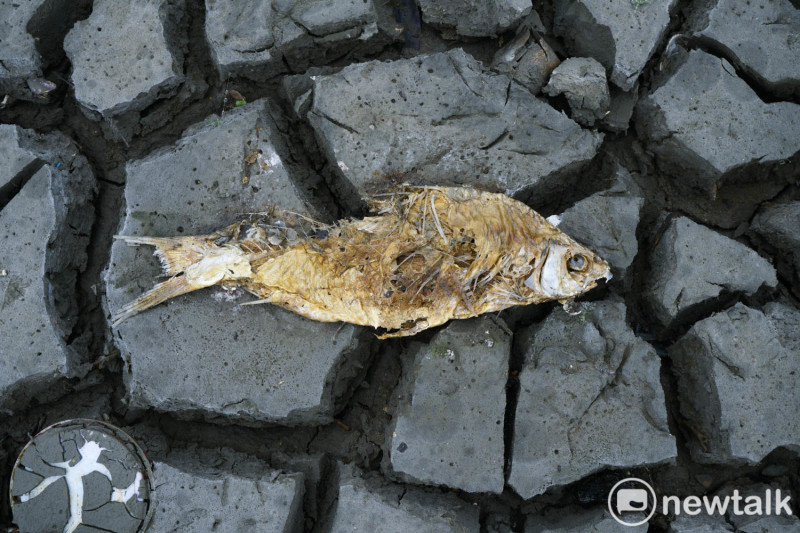 日月潭伊達邵碼頭附近被陽光曬得龜裂的泥土和一條已經腐爛的魚。   圖：張良一/攝