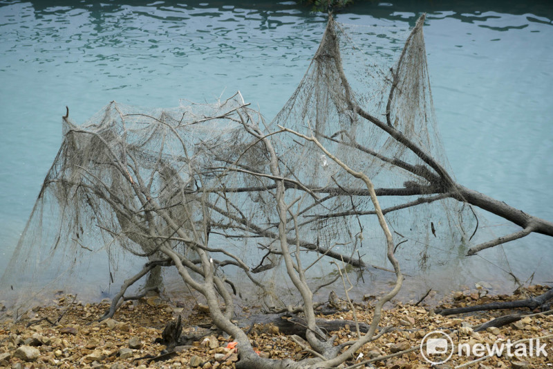 日月潭湖水下降後，原來在水中的漁網也騰空掛在枯樹上。   圖：張良一/攝