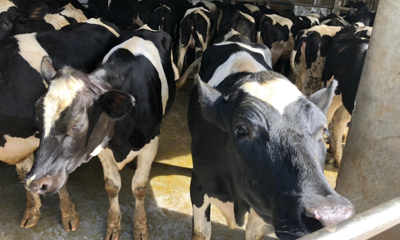 乳牛排隊等待皮內結核菌素試驗。   圖：新北市動保處提供