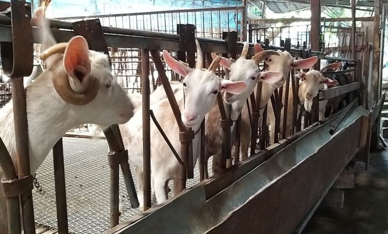 乳羊排隊等待皮內結核菌素試驗。   圖：新北市動保處提供