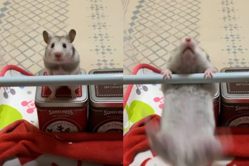 寵物鼠站在罐子上，目不轉睛地看著眼前的伸縮桿。   圖：取自IG @izumin5338