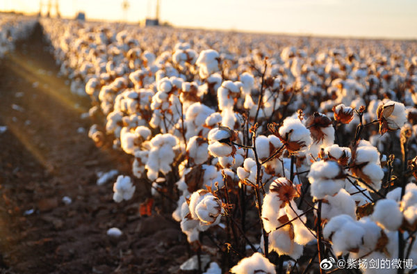 全球棉花現在供不應求，澳洲棉花賣出了 10 以來的最高價。(示意圖)   圖：翻攝自微博(資料照)