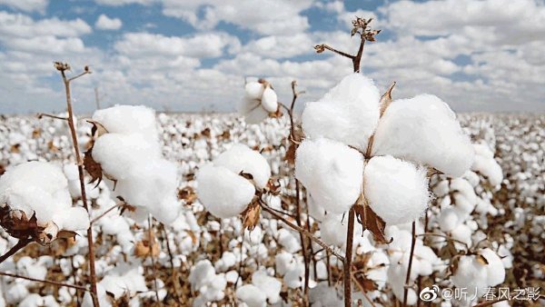 新疆棉花。   圖：翻攝自微博
