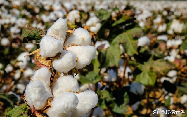 近日多家國際品牌發表聲明拒用新疆棉花。   圖：翻攝自微博