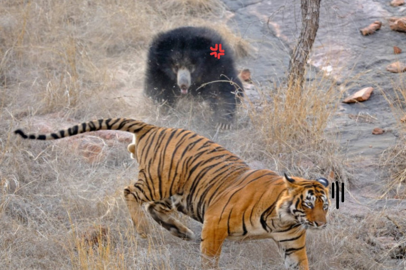 印度一頭母熊帶子散步時，遇見一對老虎在「恩愛」。   圖／Aditya Dicky Singh