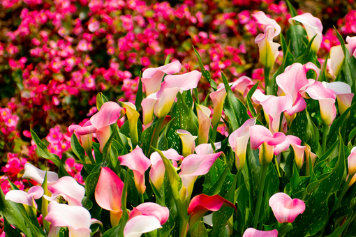 大園為花卉的產地，品質優良。   圖：取自桃園市政府網站