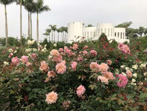 玫瑰花海區比人高的玫瑰花叢，是許多遊客必拍打卡景點。   圖：取自台北旅遊網