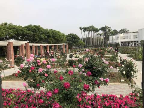 五彩玫瑰區很花多盛開。   圖：取自台北旅遊網