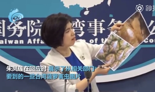朱鳳蓮在今日的國台辦記者會上，拿出台灣鳳梨查驗出害蟲的照片   圖:翻攝自微博