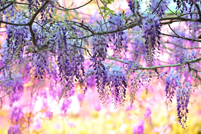 嘉義在3月中後旬有瑞里紫藤花季。   圖：取自嘉義縣政府全球資訊網