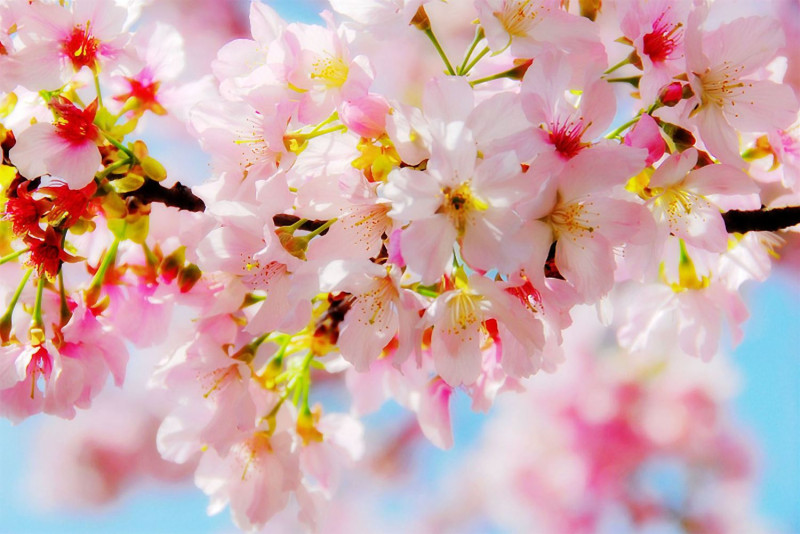 阿里山櫻花目前已經盛開。   圖：取自嘉義縣政府全球資訊網