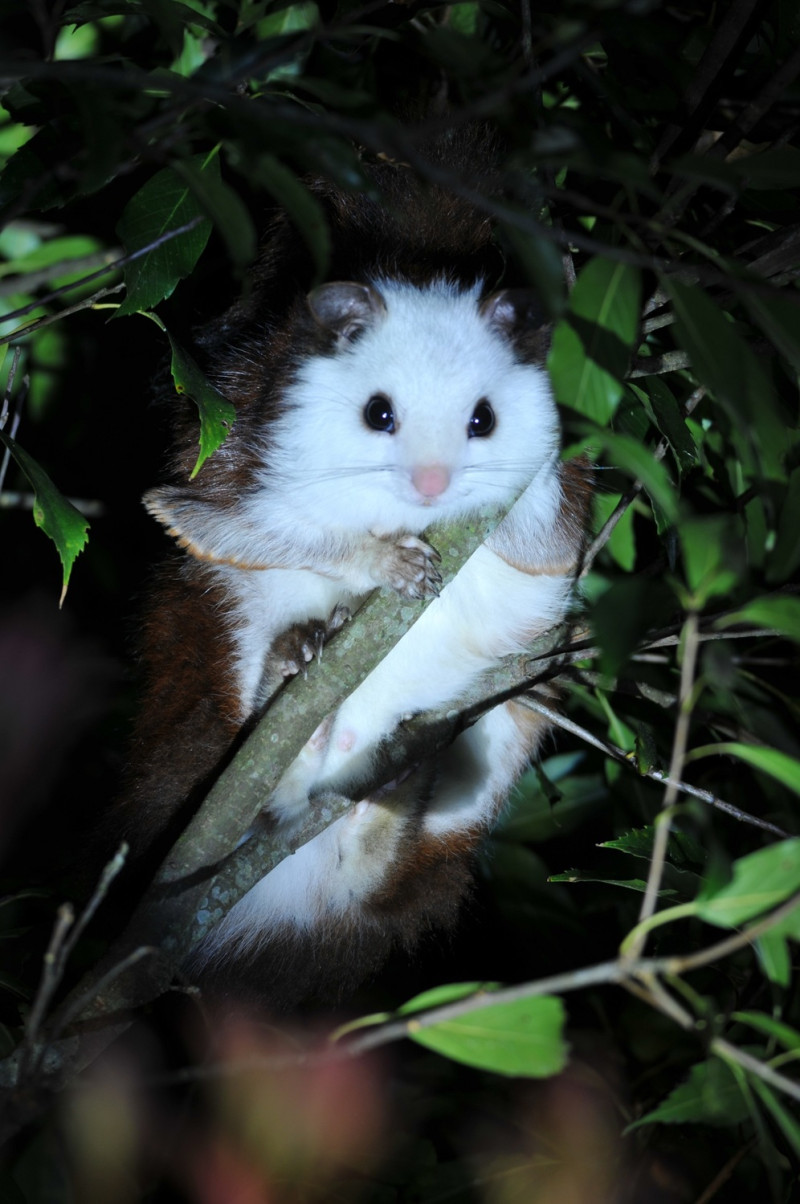 大雪山國家森林遊樂區夜間觀察白面鼯鼠可愛姿態。   圖：林務局／提供