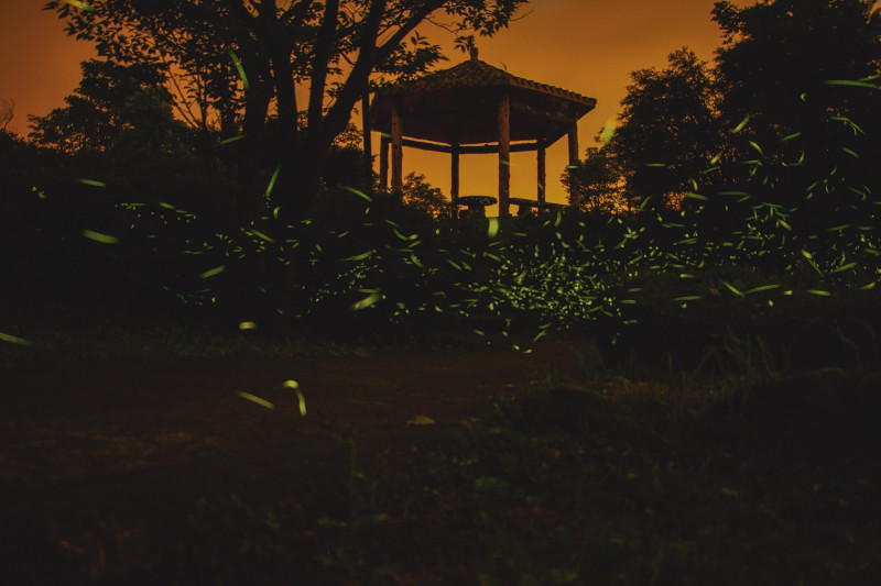 園區內飛舞的螢火蟲們   圖：東眼山自然教育中心／提供
