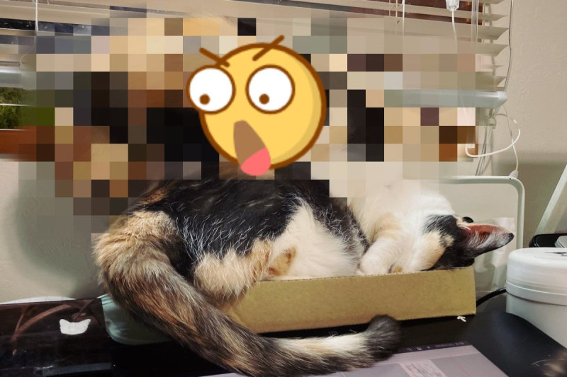 日本飼主家的貓很喜歡搶奪紙箱。   圖／twitter @SHAKEhizi_BSK