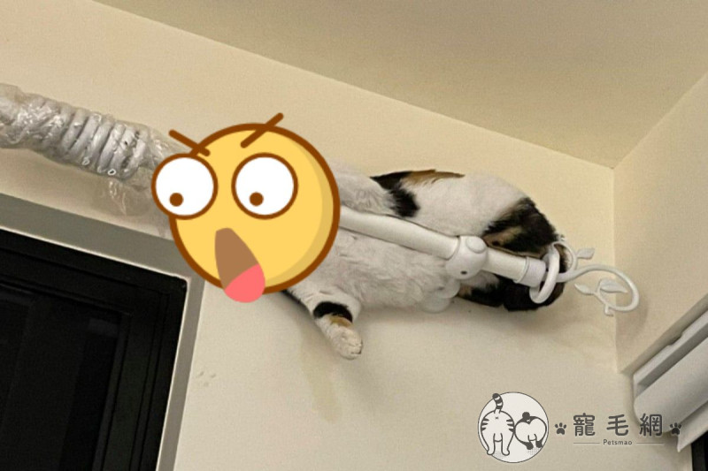 日本飼主家的貓很喜歡搶奪紙箱。   圖／twitter @SHAKEhizi_BSK