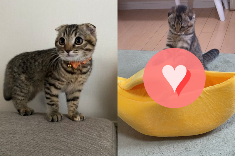 貓咪超愛香蕉窩，竟會自己「去皮」躺進去！   圖／Twitter ＠matsutake_cat