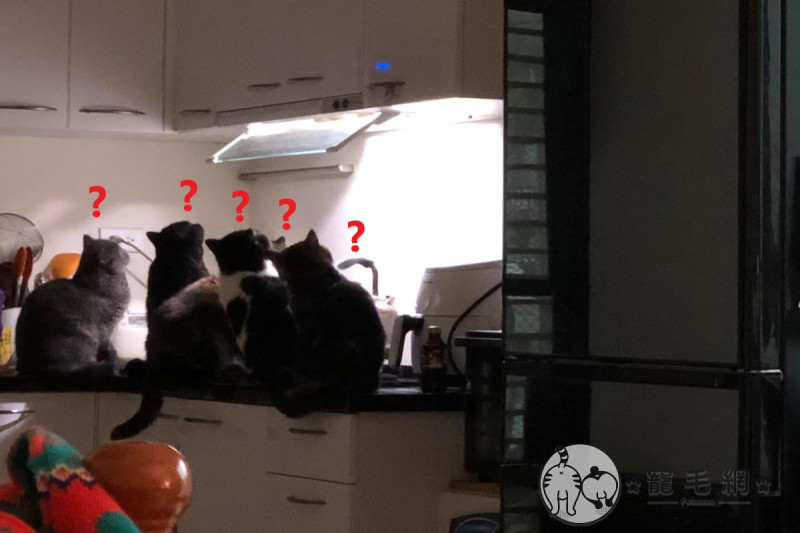 邱小姐家的五隻貓咪聚集在廚房看燈光   圖／網友邱婷婷授權提供
