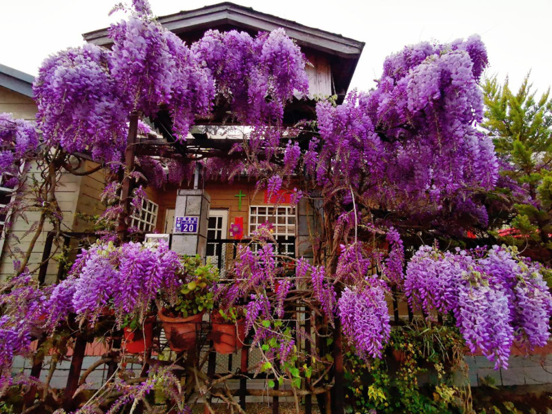 梨山地區的紫藤花大爆發。   圖：參山處/提供