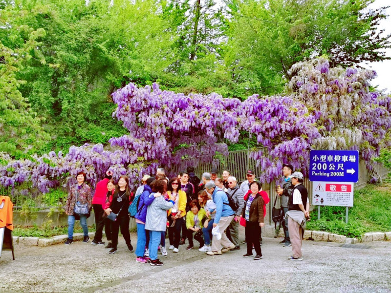 梨山地區的紫藤花大爆發。   圖：參山處/提供