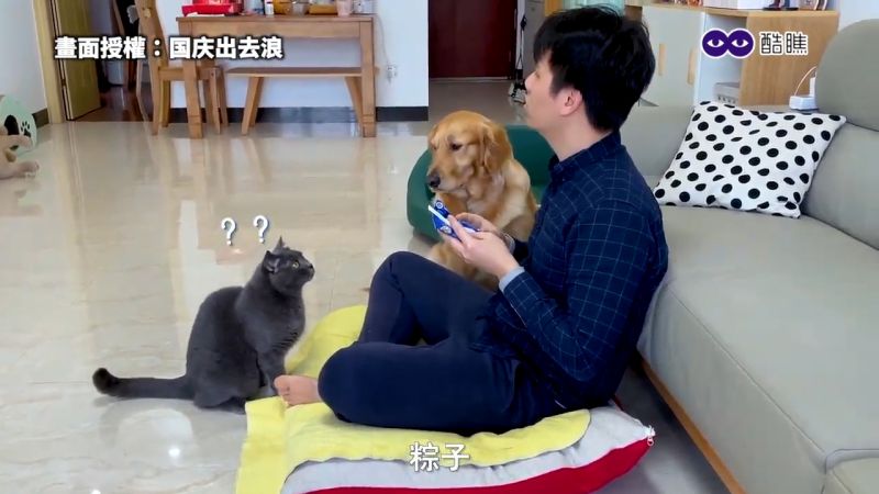 鏟屎官裝作看不見毛小孩，貓狗反應萌翻網友。   圖／国庆出去浪 授權