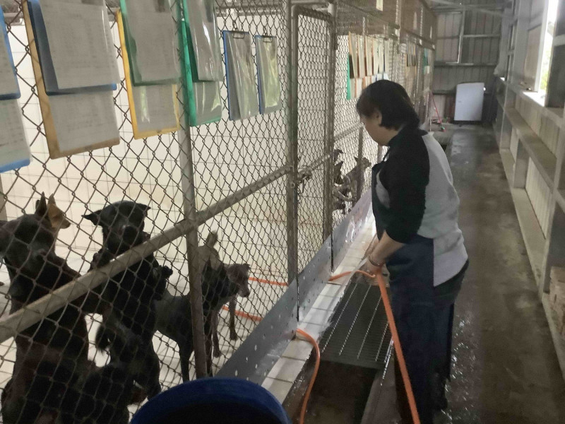 在八里動物之家照顧黑白切的工作人員雖然不捨，也很高興牠找到溫暖家庭。   圖：新北市動保處提供