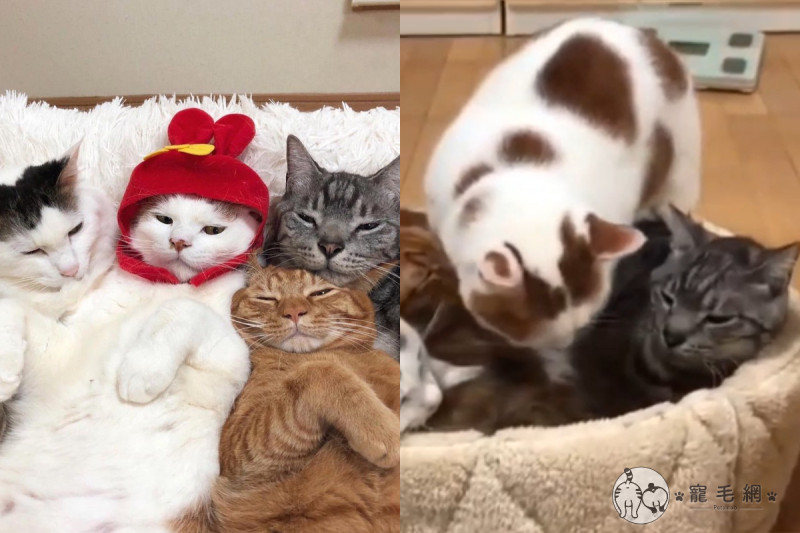 日本網友驚見睡窩客滿狀態，這時還有一隻胖貓想躺上去！   圖／IG @kibimomo授權